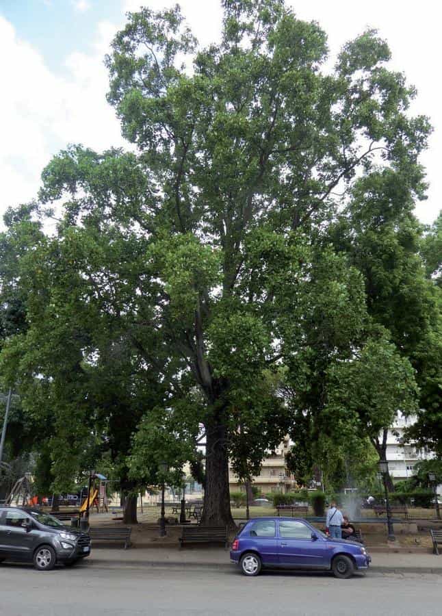 Albero dei tulipani di Piazza Pitesti