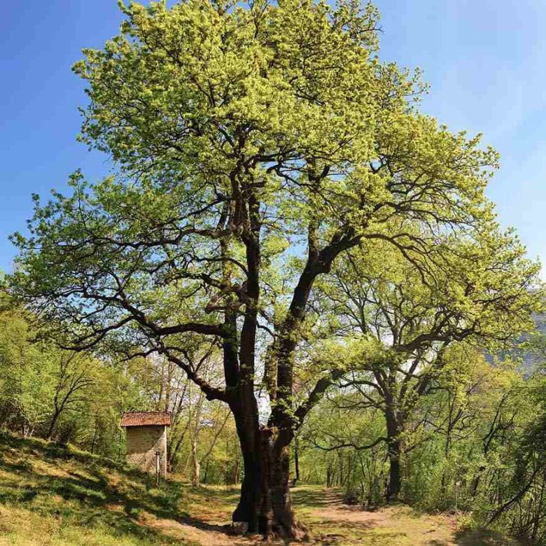 Rugulon di Grandola