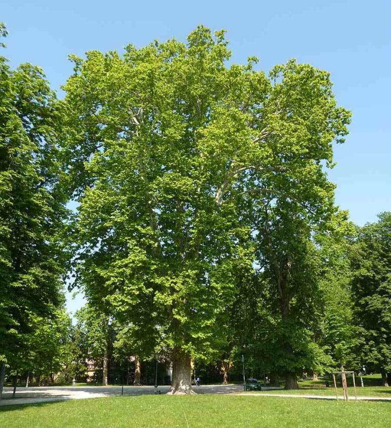 Platano del Parco Ducale