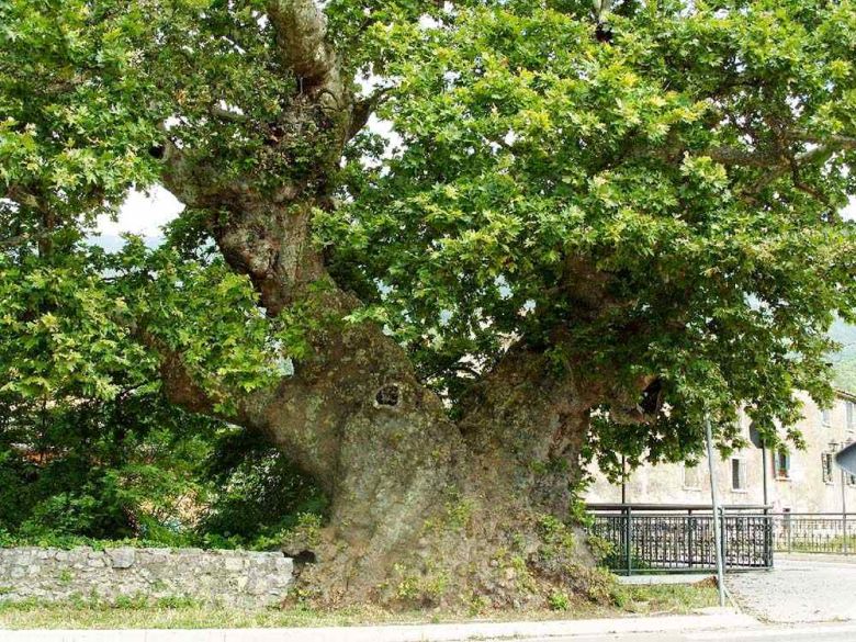 Platano dei Cento Bersaglieri