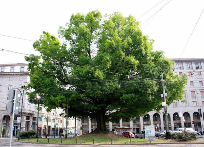 Quercia Piazza XXIV Maggio