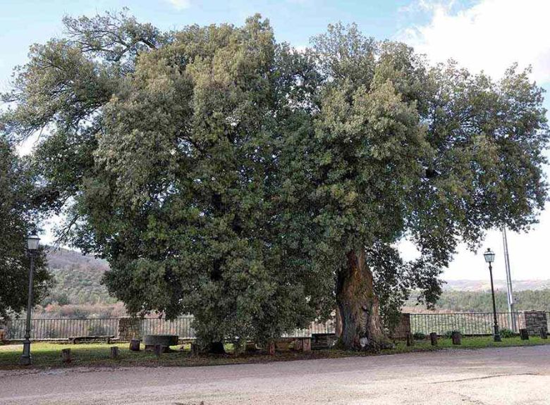 Leccio San Felice
