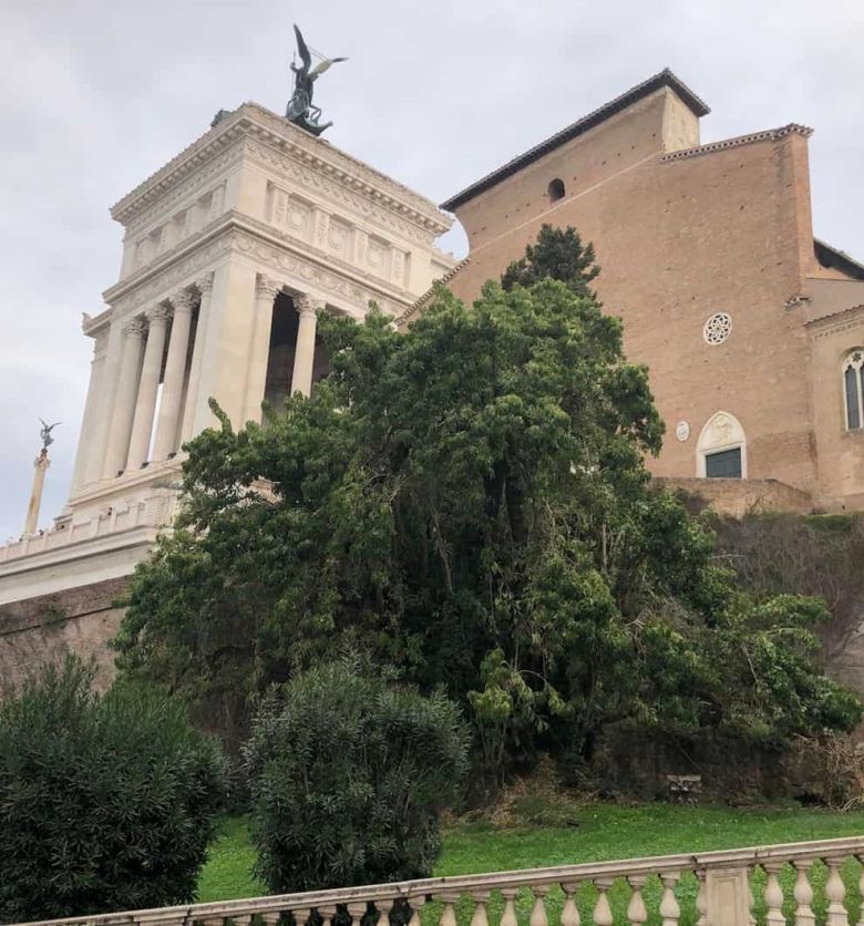Fitolacca del Campidoglio