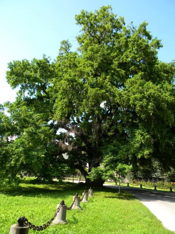 Noce di Villa Luserna