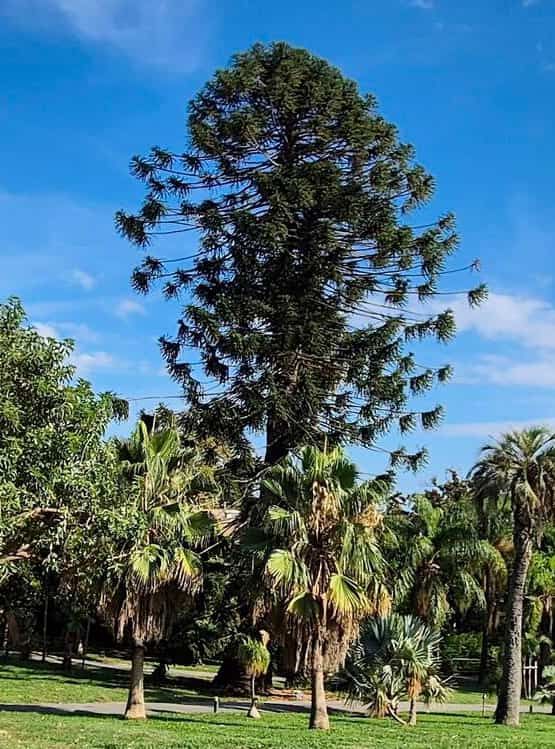 Araucaria di Nervi