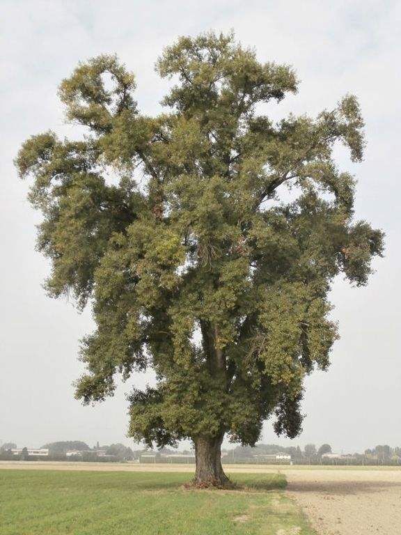 Pioppo di Via Argini