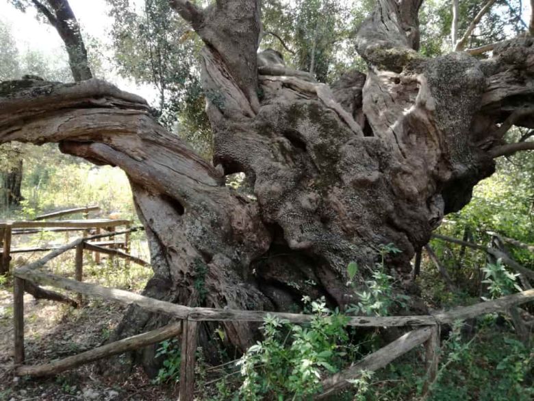 Olivo di via Monticello