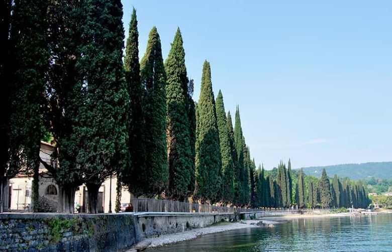 Cipressi del Lungolago di Salò