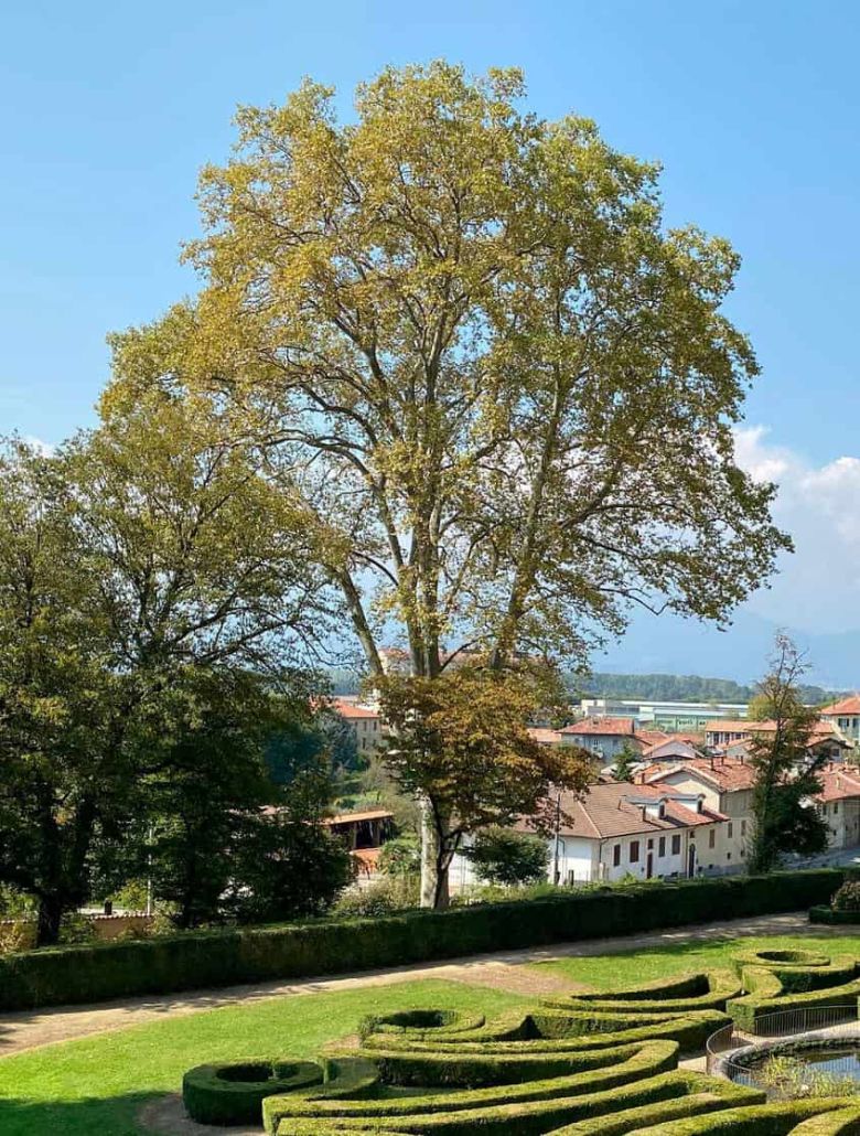 Platano di Agliè