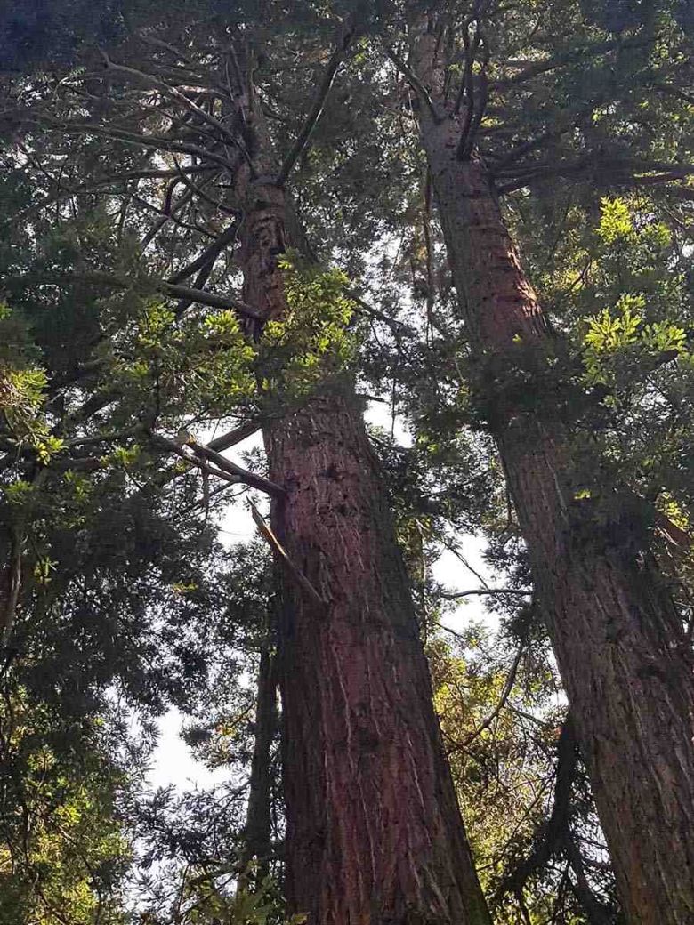 Sequoia Gemella