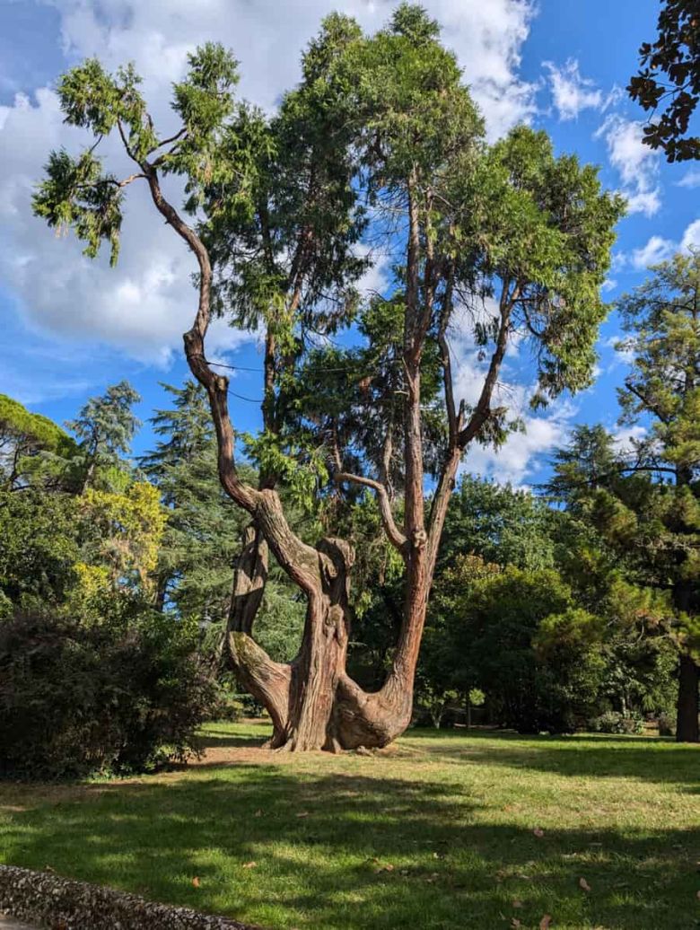 Libocedro del Bobolino