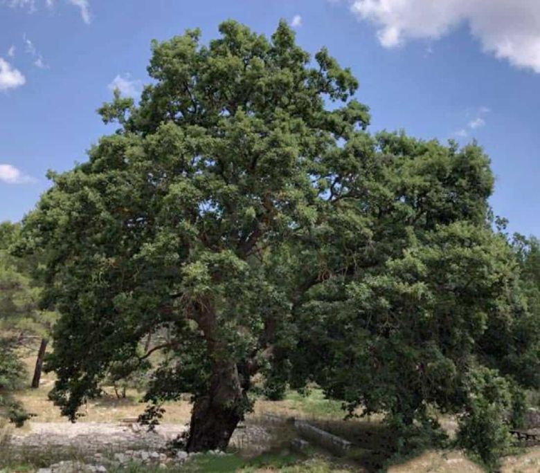 Roverella di Jazzo Lama Corriera