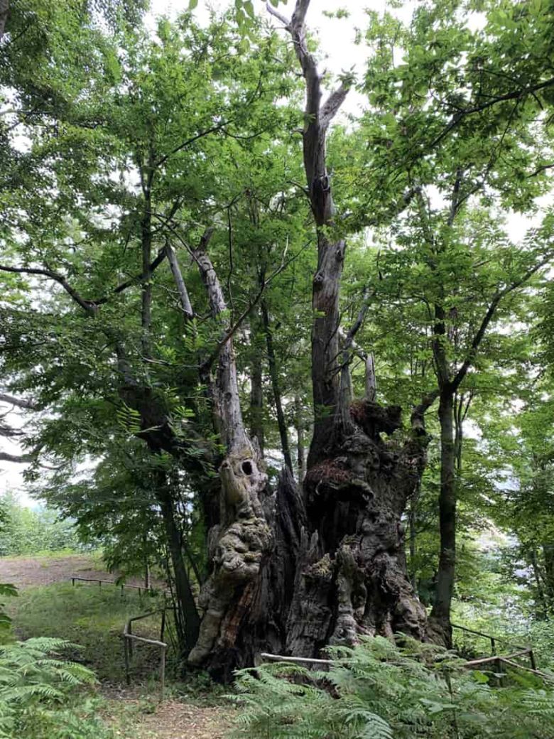 Castagno dei Salavruni