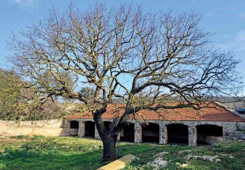 Terebinto di Masseria Russoli