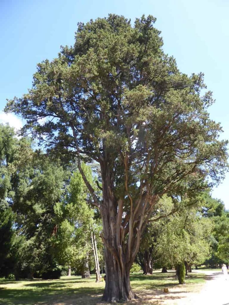 Cipresso della Reggia